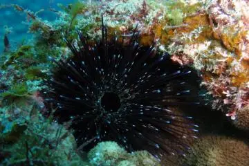 Scuba Diving in Hachijojima