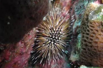 A type of sea urchin at 15m (Photo: Bonnie Waycott )