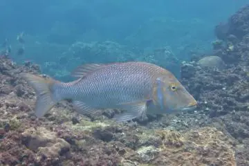 Very friendly giant snappers at Yaene (Photo: Bonnie Waycott )