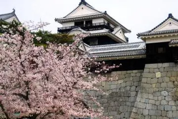 Cherry blossoms at Matsuyama Castle (Photo: Ehime Prefecture)