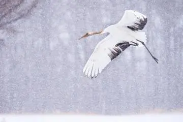 Crane in winter (Photo: <a href="https://unsplash.com/photos/13EMxMYjHIE" target="_blank" rel="noreferrer noopener nofollow">Birger Strahl</a> / Unsplash)