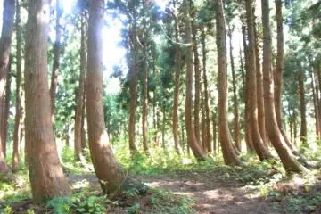 a magical stand of trees