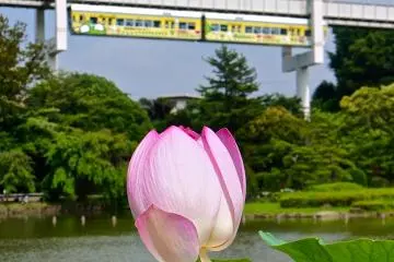 Lotus Flowers at Chiba Koen