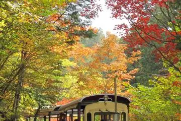 Akasawa Natural Forest