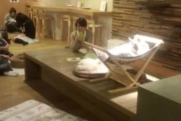 Neko no Jikan: Cat Cafe, Osaka City