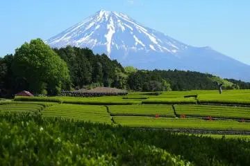 The Green Tea Fields of Shizuoka