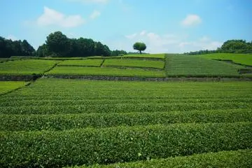 Blue skies, green fields