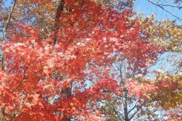 Autumn Colours (Photo: Leonora Sophie)