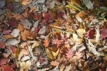 Autumn Leaves (Photo: Leonora Sophie)