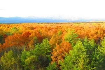 Autumn Leaves (Photo: Leonora Sophie)