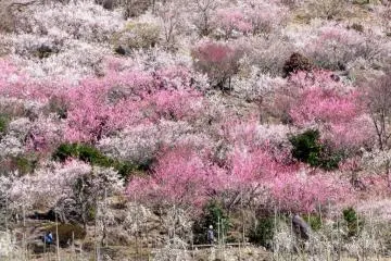 Makuyama Park's Plum Blossoms 2027