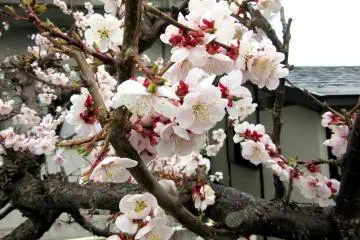 Hanami Season in Japan