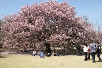 Hanami Season at Shinjuku Gyoen