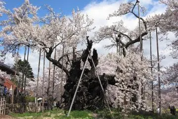2,000 year old cherry tree (Photo: <a href="https://commons.wikimedia.org/wiki/File%3AHokuto_Yamanashi_Yamatakajindaizakura_1.jpg" target="_blank" rel="noreferrer noopener nofollow">By 京浜にけ</a>)