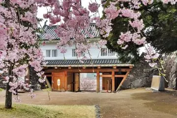 Yamanashi Cherry Blossom Guide