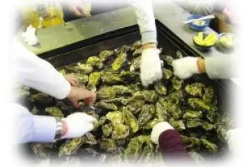 A very relaxed way to eat oysters (Photo: From website)