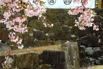 Cherry Blossoms at Kofu Castle