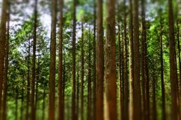 Day Trip to Mt. Kintoki