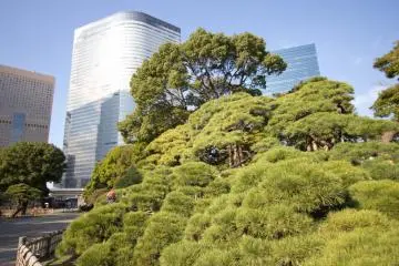 300 year old pine tree (Photo: <a href="http://en.japantravel.com/author/nicole.bauer/profile" target="_blank" rel="noreferrer noopener nofollow">Nicole Bauer</a> / JT)