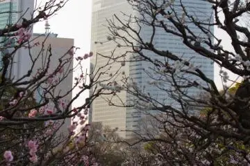 Particularly beautiful during the plum blossom season (Photo: <a href="http://en.japantravel.com/author/nicole.bauer/profile" target="_blank" rel="noreferrer noopener nofollow">Nicole Bauer</a> / JT)