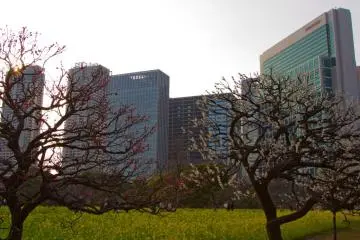 Shiodome skyscrapers seen through the grove of plum trees (Photo: <a href="http://en.japantravel.com/author/nicole.bauer/profile" target="_blank" rel="noreferrer noopener nofollow">Nicole Bauer</a> / JT)