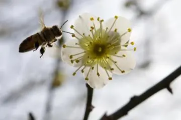The "ume" plum blossoms attract all kinds of visitors to Shukkei-en Garden in downtown Hiroshima. (Photo: <a href="http://www.gethiroshima.com" target="_blank" rel="noreferrer noopener nofollow">GetHiroshima</a>)