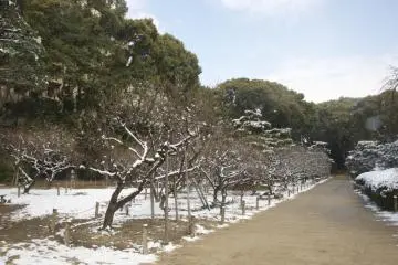 In early February Shukkei-en Garden's "ume" plum tree grove is still firmly in the grip of winter. (Photo: <a href="http://www.gethiroshima.com" target="_blank" rel="noreferrer noopener nofollow">GetHiroshima</a>)