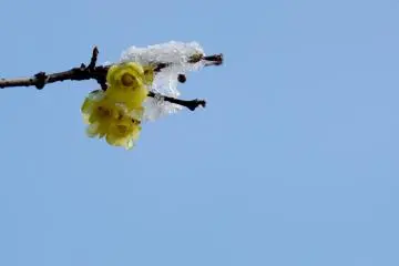 Signs of spring in the snow. (Photo: <a href="http://www.gethiroshima.com" target="_blank" rel="noreferrer noopener nofollow">GetHiroshima</a>)