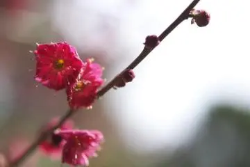 Color and new life burst from within. (Photo: <a href="http://www.gethiroshima.com" target="_blank" rel="noreferrer noopener nofollow">GetHiroshima</a>)