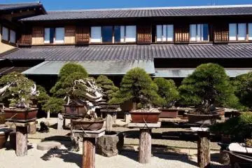 Bonsai by Taxi