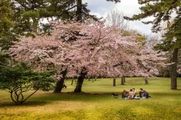 Beppu Park Cherry Blossoms