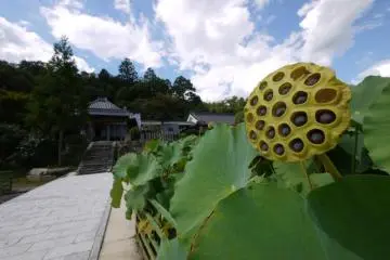Seishin-ji Temple Park (Photo: <a href="http://www.gethiroshima.com" target="_blank" rel="noreferrer noopener nofollow">GetHiroshima</a>)