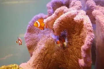 Aquas fish tanks (Photo: <a href="http://www.gethiroshima.com" target="_blank" rel="noreferrer noopener nofollow">gethiroshima</a>)