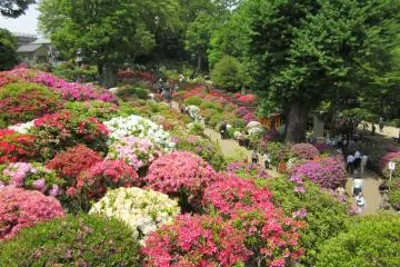 Bunkyo Azalea Festival