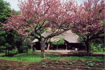 An Edo farmstead surrounded by sakura (Photo: Edo Tokyo Museum)