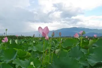 Fukushima-gata