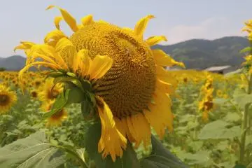 Sunflowers in Kochi