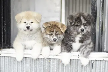 Akita Inu and Akita Prefecture