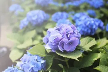 Michinoku Hydrangea Festival