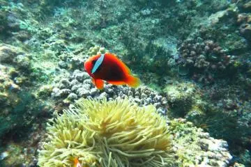 Miyakojima: A Diver's Paradise