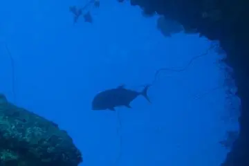 30m brings you to the home of the giant trevally