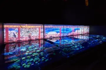 Photo: Art Aquarium