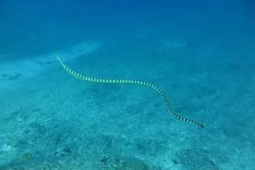 It's not uncommon to pass a sea snake swimming by...but try not to get too close!