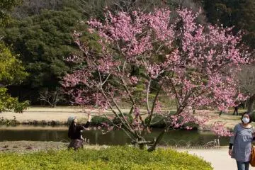 Plum Blossom Festival in Mito
