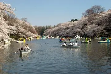Inokashira Park Cherry Blossom