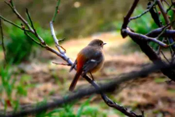 Sparrows are a common sight, resting on the branches of trees