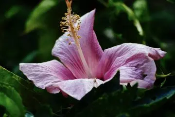 Hibiscus, the royal flower of Okinawa (Photo: Skater Lunatic / Unsplash)