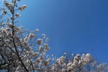Beautiful cherry blooms behind the beautiful blue sky