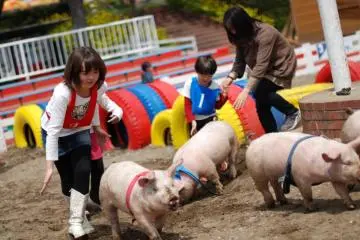 Pig races (Photo: Mother Farm)