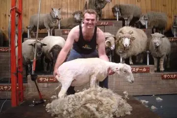 Sheep-shearing (Photo: Mother Farm)